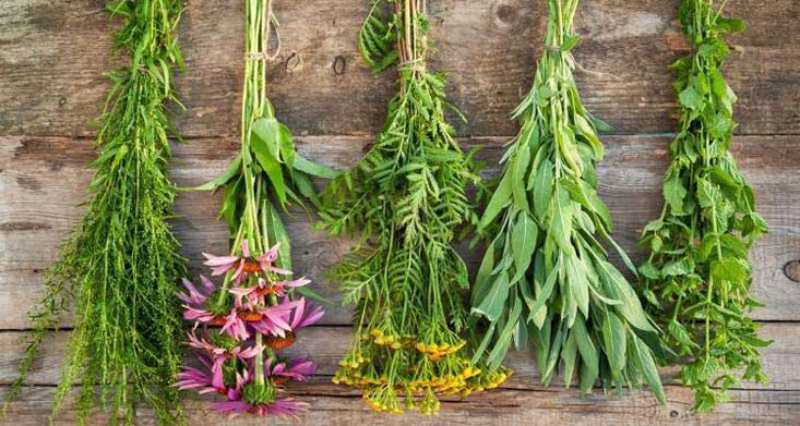 Herbs in traditional medicine for the treatment of prostatitis in men