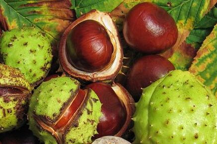 Horse chestnut fruits are used in the treatment of prostatitis
