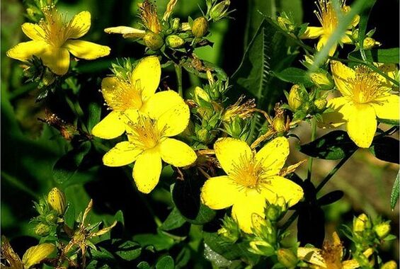 St. John's wort is a medicinal plant that helps to cope with prostatitis